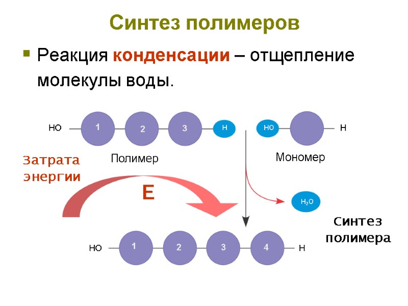 Синтез полимеров Реакция конденсации – отщепление молекулы воды.  Затрата энергии Е Синтез полимера